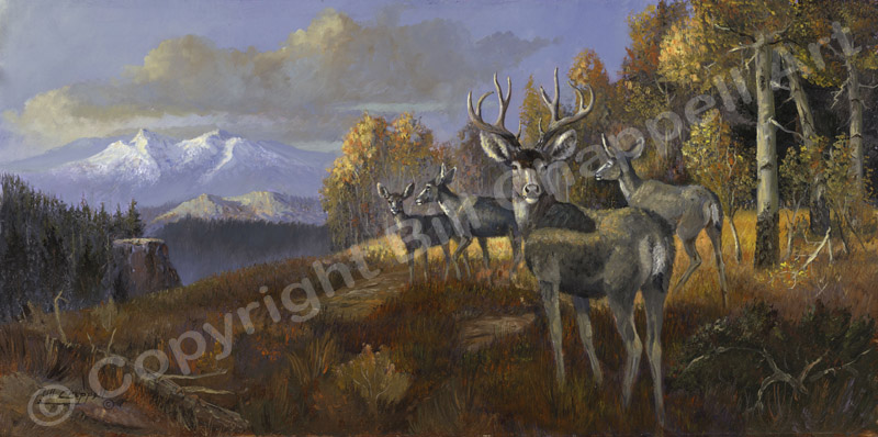Rocky Mtn Mule Deer (Giclee Print)