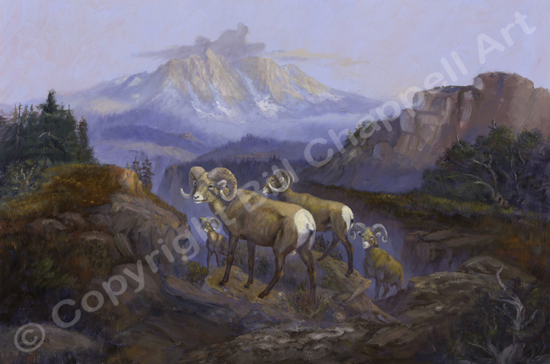 Rocky Mountian Rams (Giclee Print)