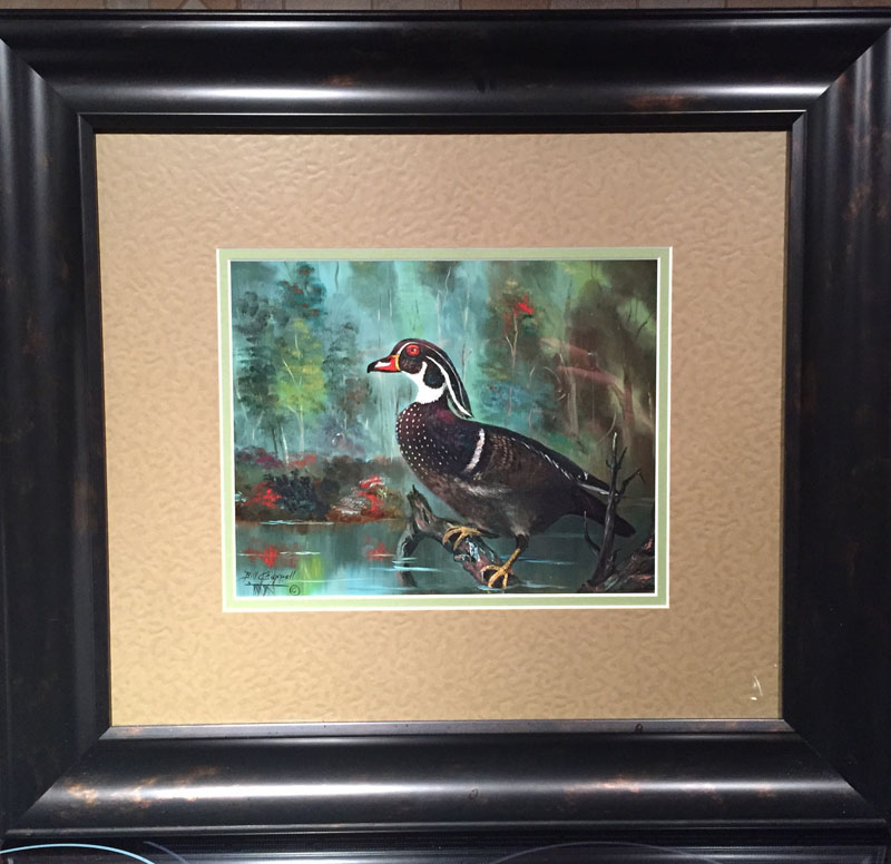 Wood Duck (Framed Print)